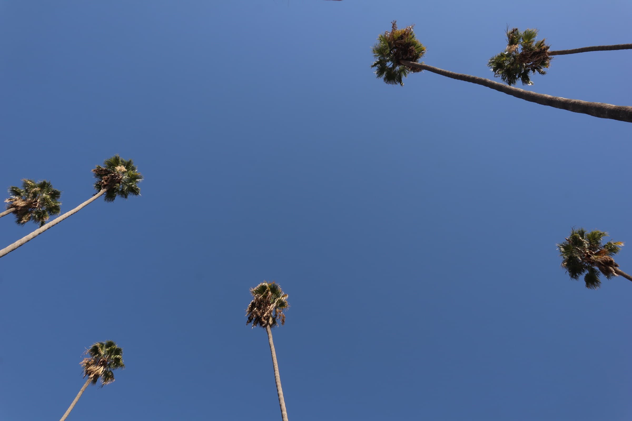 Fotografía de Juan Carve, hecha en California