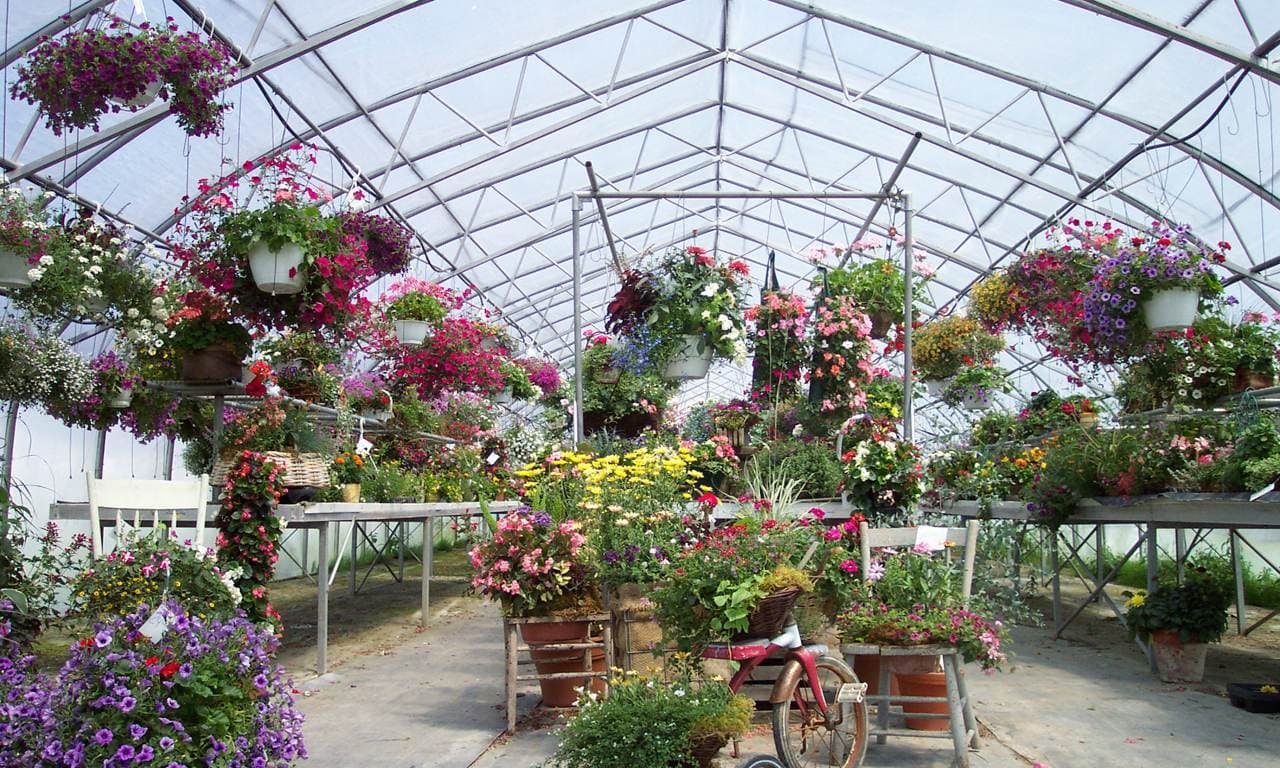 Invernadero lleno de flores