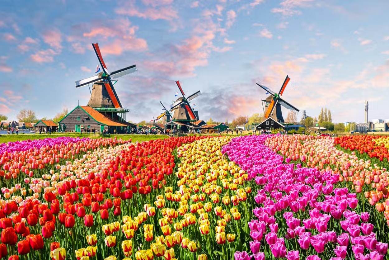 Molinos y filas de tulipanes de colores