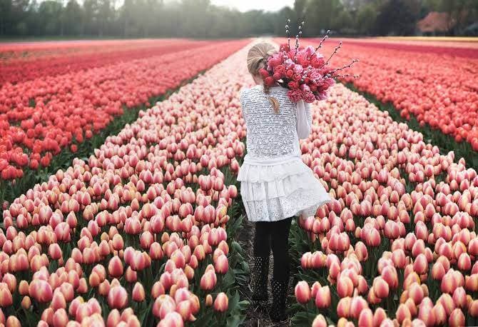 Una persona con un ramo de tulipanes en el campo