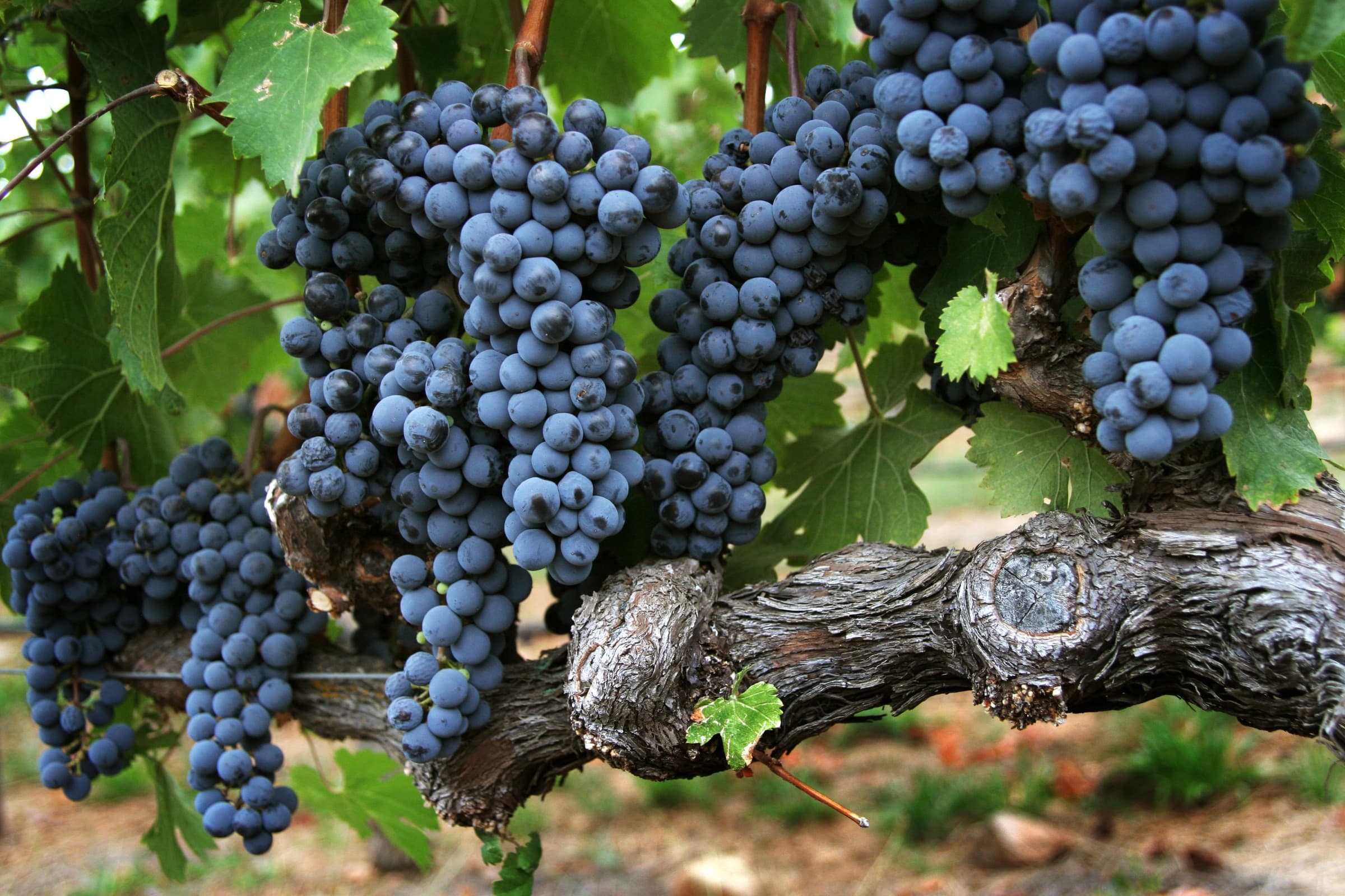 Un sitio del recorrido por Napa Valley