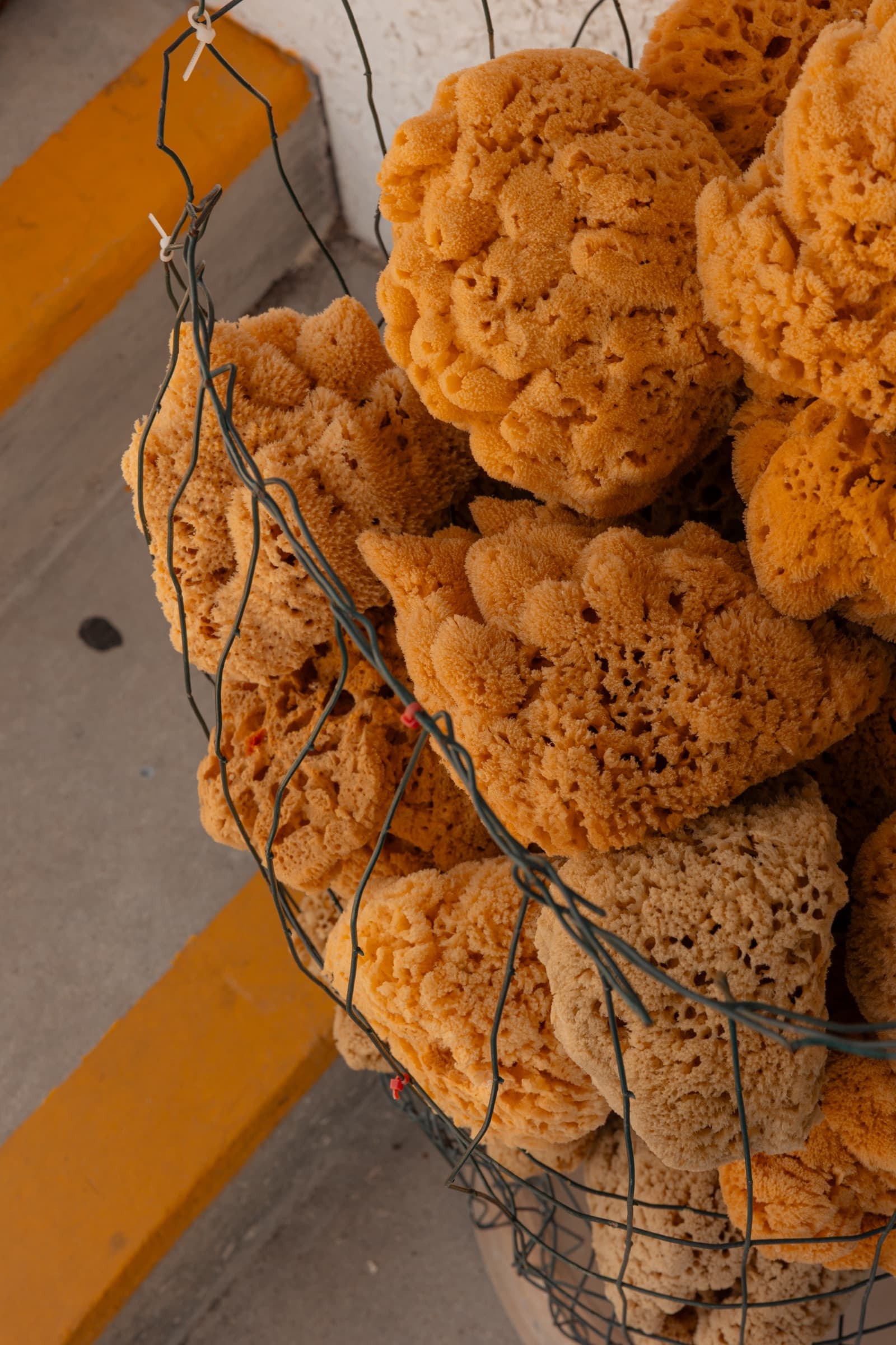 Fotografía de Juano, hecha en Tarpon Springs