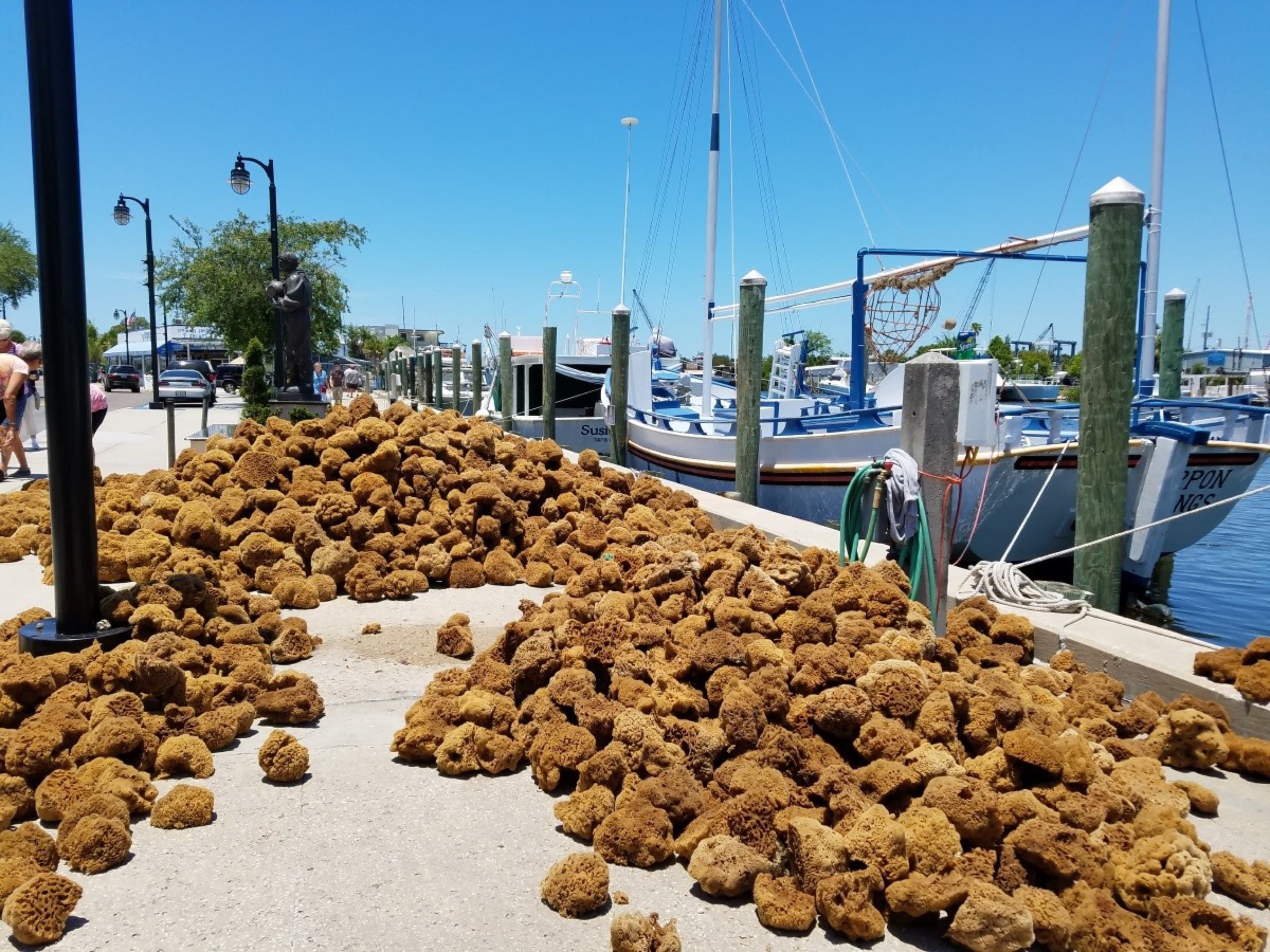 El grupo con las cámaras en Tarpon Springs