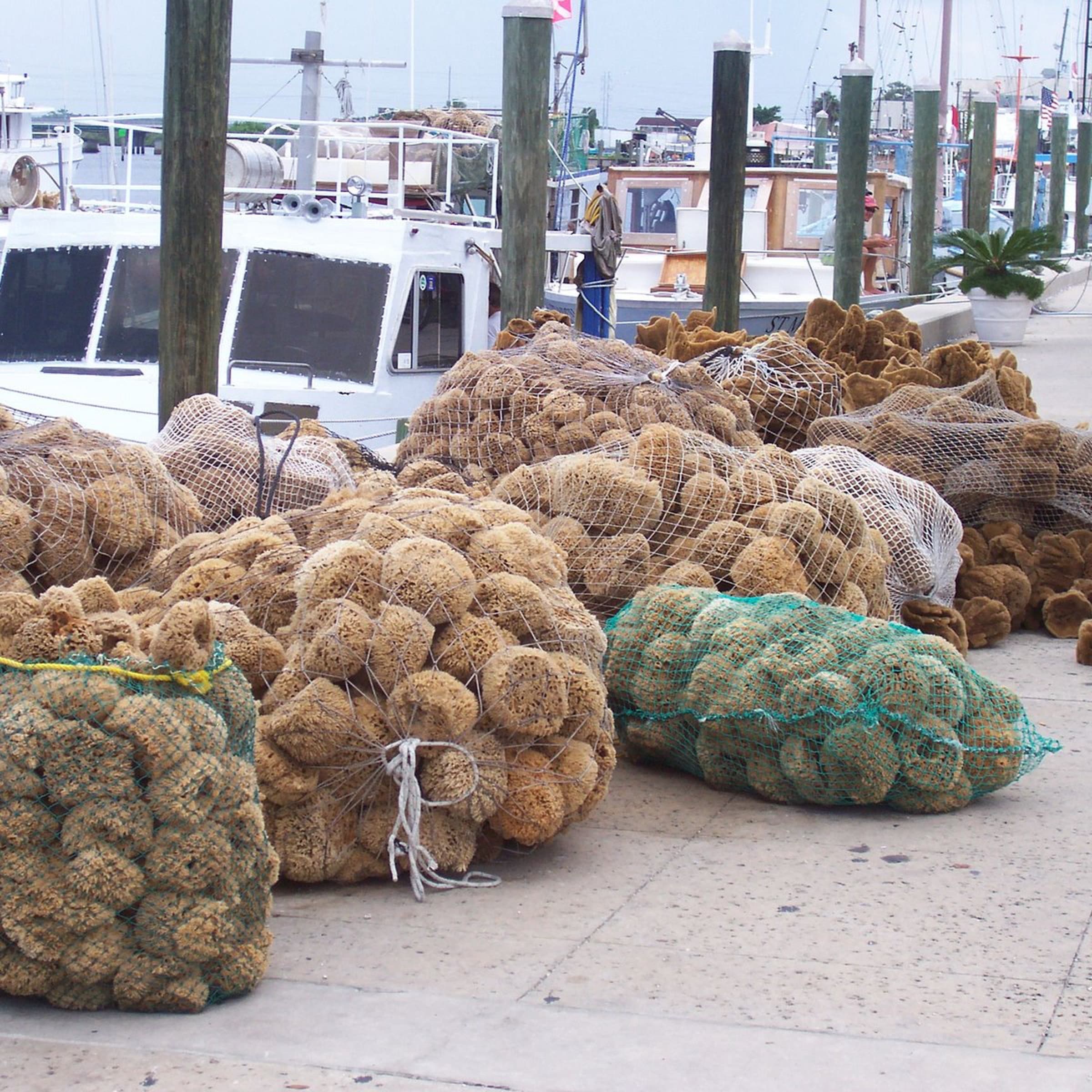 El grupo con las cámaras en Tarpon Springs