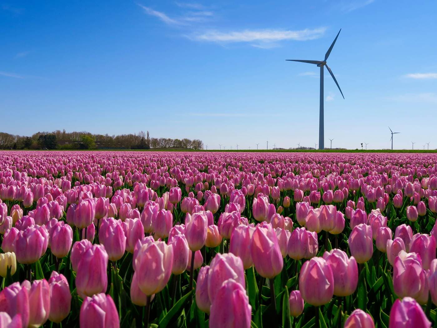 Campo de tulipanes con un molino al fondo