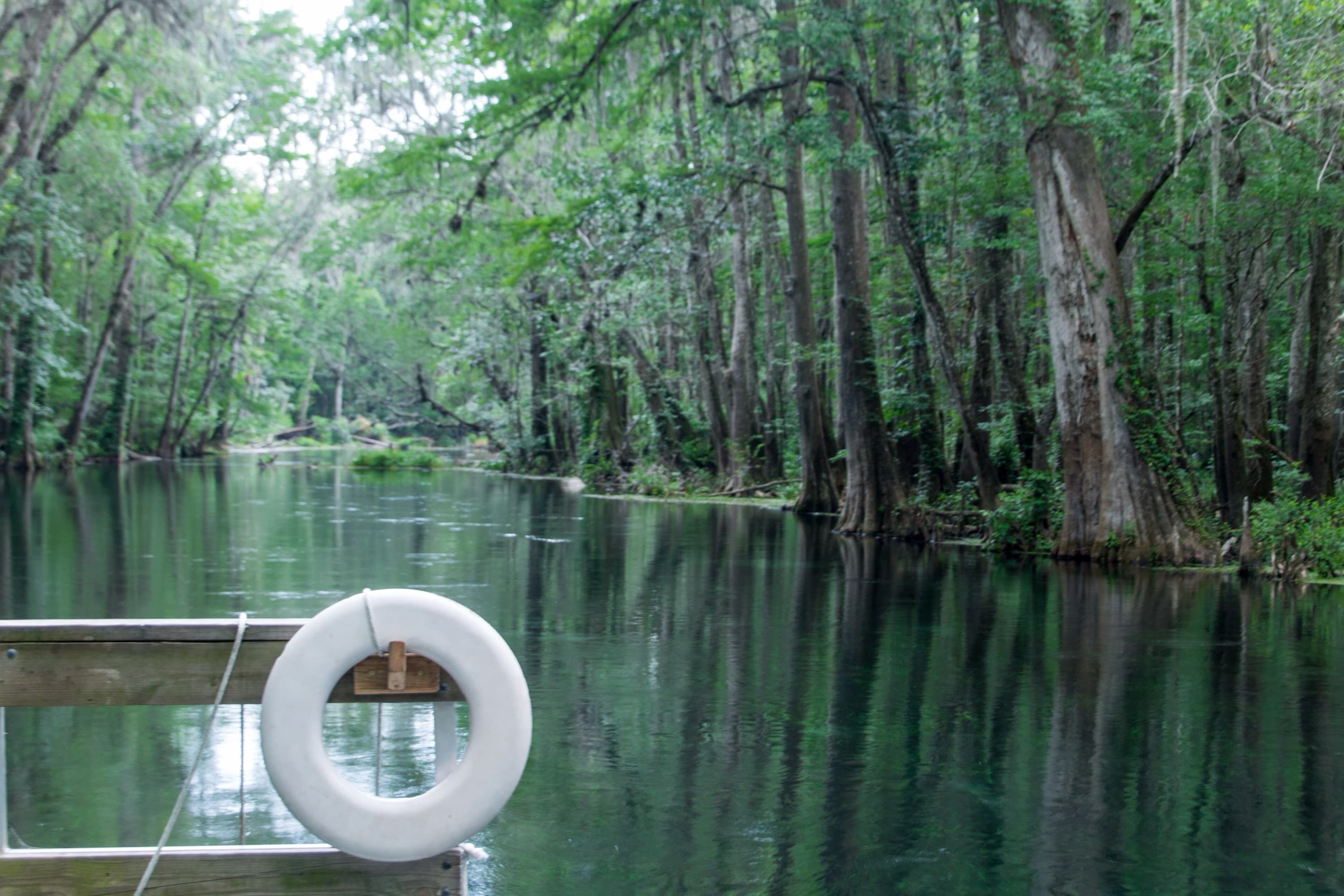 Río de agua clara entre cipreses en Ichetucknee Springs, Florida